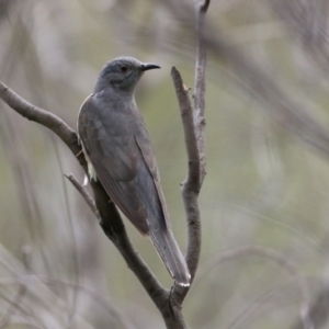 Cacomantis variolosus at Gigerline Nature Reserve - 8 Dec 2023 10:29 AM