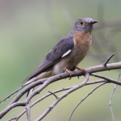 Cacomantis flabelliformis (Fan-tailed Cuckoo) at Booth, ACT - 7 Dec 2023 by RodDeb