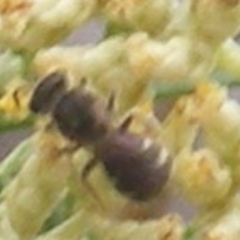 Lasioglossum (Chilalictus) sp. (genus & subgenus) (Halictid bee) at Calwell, ACT - 8 Dec 2023 by MichaelMulvaney