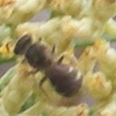 Lasioglossum (Chilalictus) sp. (genus & subgenus) (Halictid bee) at Tuggeranong Hill - 8 Dec 2023 by MichaelMulvaney