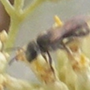 Lasioglossum (Chilalictus) sp. (genus & subgenus) at Tuggeranong Hill NR  (TGH) - 9 Dec 2023