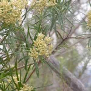 Lasioglossum (Chilalictus) sp. (genus & subgenus) at Tuggeranong Hill NR  (TGH) - 9 Dec 2023