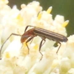 Syllitus microps (Longicorn or Longhorn beetle) at Tuggeranong Hill - 8 Dec 2023 by MichaelMulvaney