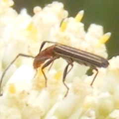 Syllitus microps (Longicorn or Longhorn beetle) at Calwell, ACT - 8 Dec 2023 by MichaelMulvaney