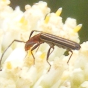 Syllitus microps at Tuggeranong Hill NR  (TGH) - 9 Dec 2023