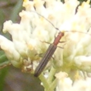 Syllitus microps at Tuggeranong Hill NR  (TGH) - 9 Dec 2023