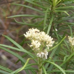 Syllitus microps at Tuggeranong Hill NR  (TGH) - 9 Dec 2023