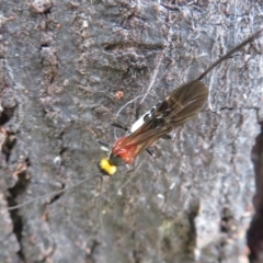 Braconidae (family) (Unidentified braconid wasp) at Hall Cemetery - 9 Dec 2023 by Christine