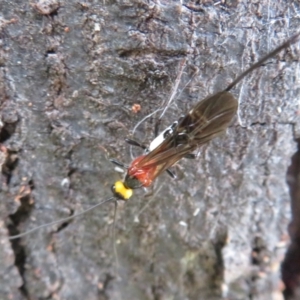 Unidentified Wasp (Hymenoptera, Apocrita) at suppressed by Christine