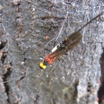 Braconidae (family) (Unidentified braconid wasp) at Hall Cemetery - 9 Dec 2023 by Christine