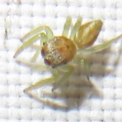 Unverified Spider at Flynn, ACT - 9 Dec 2023 by Christine