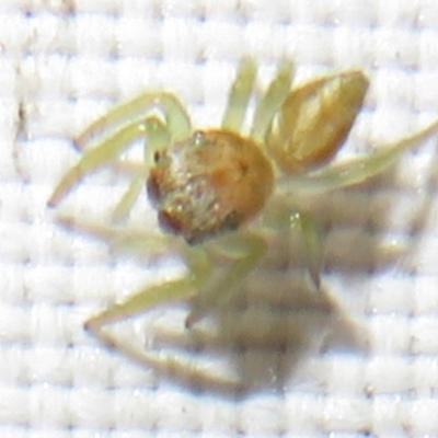 Unidentified Spider (Araneae) at Flynn, ACT - 9 Dec 2023 by Christine