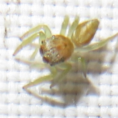 Unverified Spider at Flynn, ACT - 9 Dec 2023 by Christine