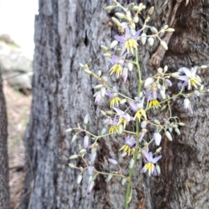 Dianella sp. aff. longifolia (Benambra) at Mount Painter - 9 Dec 2023