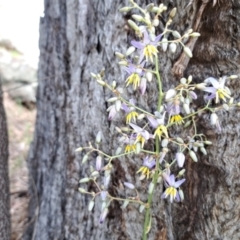 Dianella sp. aff. longifolia (Benambra) (Pale Flax Lily, Blue Flax Lily) at Mount Painter - 9 Dec 2023 by SarahHnatiuk