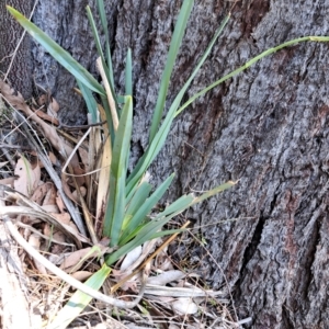 Dianella sp. aff. longifolia (Benambra) at Mount Painter - 9 Dec 2023