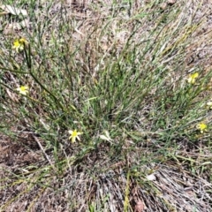 Tricoryne elatior (Yellow Rush Lily) at Mount Painter - 9 Dec 2023 by SarahHnatiuk