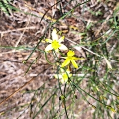 Tricoryne elatior at Mount Painter - 9 Dec 2023 01:28 PM