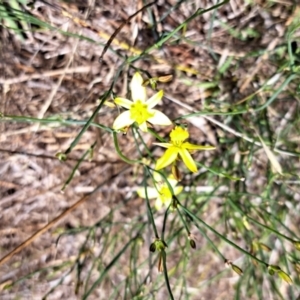 Tricoryne elatior at Mount Painter - 9 Dec 2023