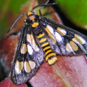 Amata (genus) at Sheldon, QLD - 7 Dec 2007