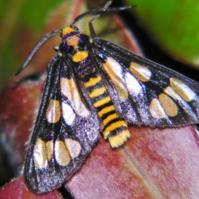 Amata (genus) (Handmaiden Moth) at Sheldon, QLD - 7 Dec 2007 by PJH123