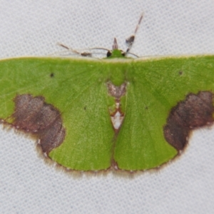 Unidentified Geometer moth (Geometridae) at suppressed by PJH123