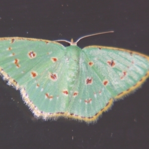 Comostola laesaria at Sheldon, QLD - suppressed