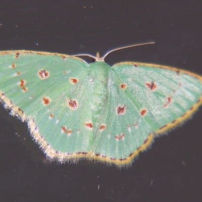 Comostola laesaria (A geometrid moth) at Sheldon, QLD - 7 Dec 2007 by PJH123