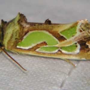 Unidentified Noctuoid moth (except Arctiinae) at suppressed by PJH123