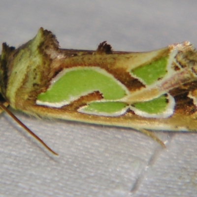 Cosmodes elegans (Green Blotched Moth) at Sheldon, QLD - 7 Dec 2007 by PJH123