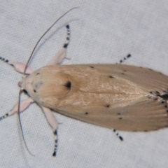 Cryptophasa balteata (Gum Tree Borer Moth) at Sheldon, QLD - 7 Dec 2007 by PJH123