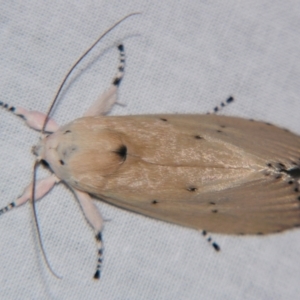 Cryptophasa balteata at Sheldon, QLD - 8 Dec 2007