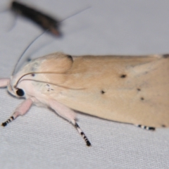 Cryptophasa balteata at Sheldon, QLD - 8 Dec 2007