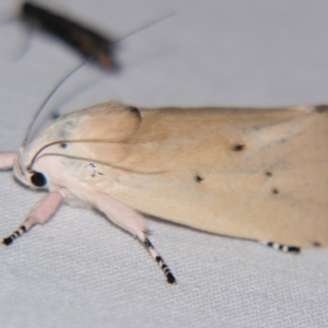 Cryptophasa balteata at Sheldon, QLD - 8 Dec 2007