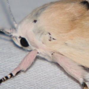 Cryptophasa balteata at Sheldon, QLD - suppressed