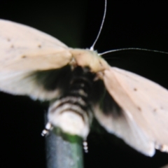 Cryptophasa balteata at Sheldon, QLD - suppressed