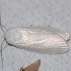 Cryptophasa epadelpha (A Gelechioid moth (Xyloryctidae)) at Sheldon, QLD - 7 Dec 2007 by PJH123