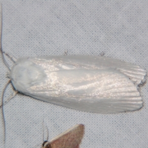 Cryptophasa epadelpha at Sheldon, QLD - suppressed