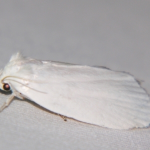 Cryptophasa epadelpha at Sheldon, QLD - suppressed