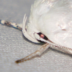 Cryptophasa epadelpha at Sheldon, QLD - suppressed