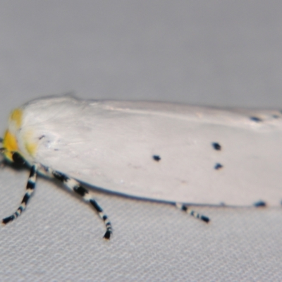 Cryptophasa nigricincta (Xyloryctidae) at Sheldon, QLD - 7 Dec 2007 by PJH123