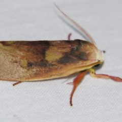 Cryptophasa rubescens (A Xyloryctid moth (Xyloryctidae)) at Sheldon, QLD - 7 Dec 2007 by PJH123