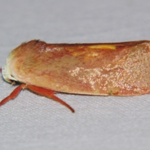 Cryptophasa rubescens at Sheldon, QLD - suppressed