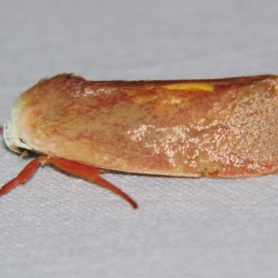 Cryptophasa rubescens (A Xyloryctid moth (Xyloryctidae)) at Sheldon, QLD - 7 Dec 2007 by PJH123
