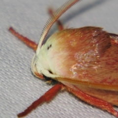 Cryptophasa rubescens at Sheldon, QLD - suppressed