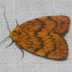 Cyme structa (Banded Lichen Moth) at Sheldon, QLD - 7 Dec 2007 by PJH123