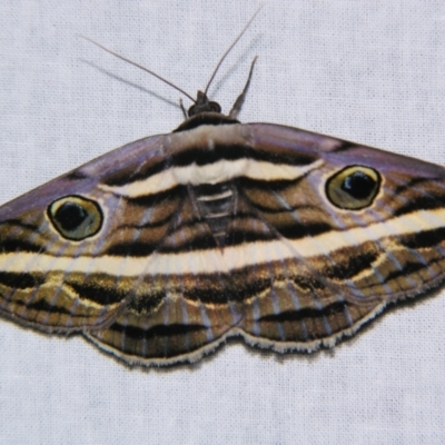 Donuca rubropicta (White Banded Noctuid Moth) at Sheldon, QLD - 7 Dec 2007 by PJH123