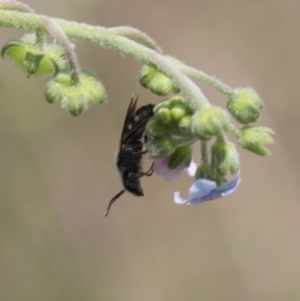 Lasioglossum (Chilalictus) lanarium at Lyons, ACT - 9 Dec 2023 01:14 AM