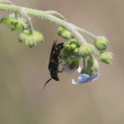 Lasioglossum (Chilalictus) lanarium (Halictid bee) at Lyons, ACT - 9 Dec 2023 by ran452