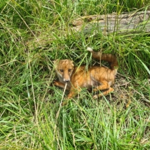 Vulpes vulpes at Jerrabomberra Wetlands - 8 Dec 2023 11:35 AM